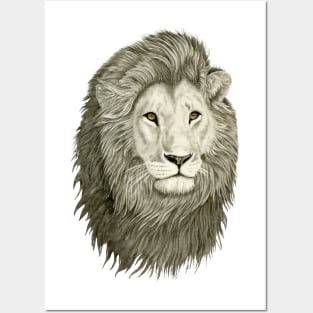 Lion with golden eyes Posters and Art